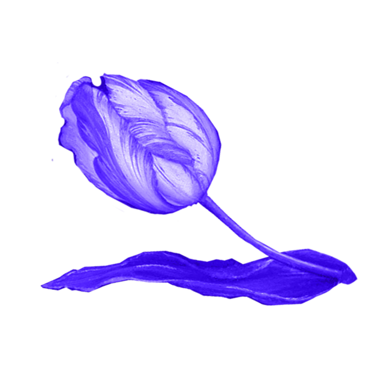 tulip_about.png